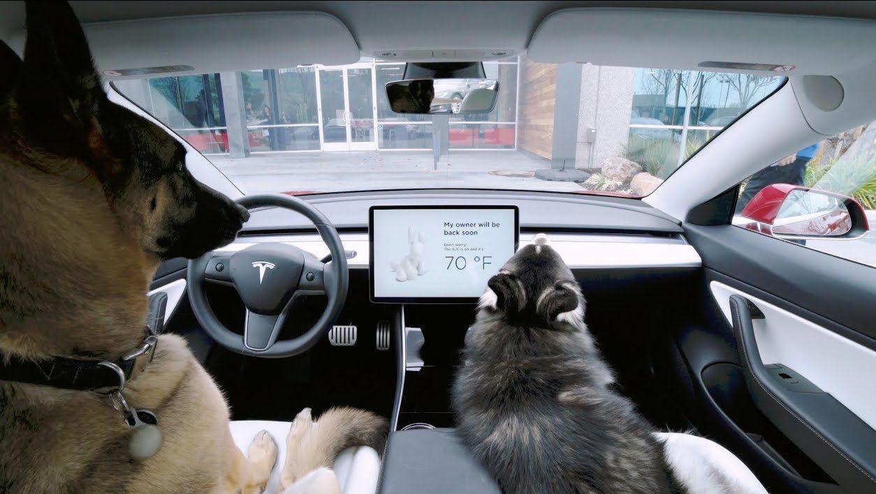 Tesla Dog Mode