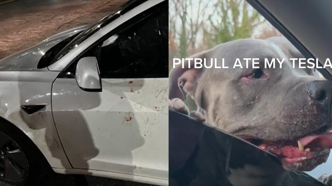 Útok pitbulla na vůz Tesla