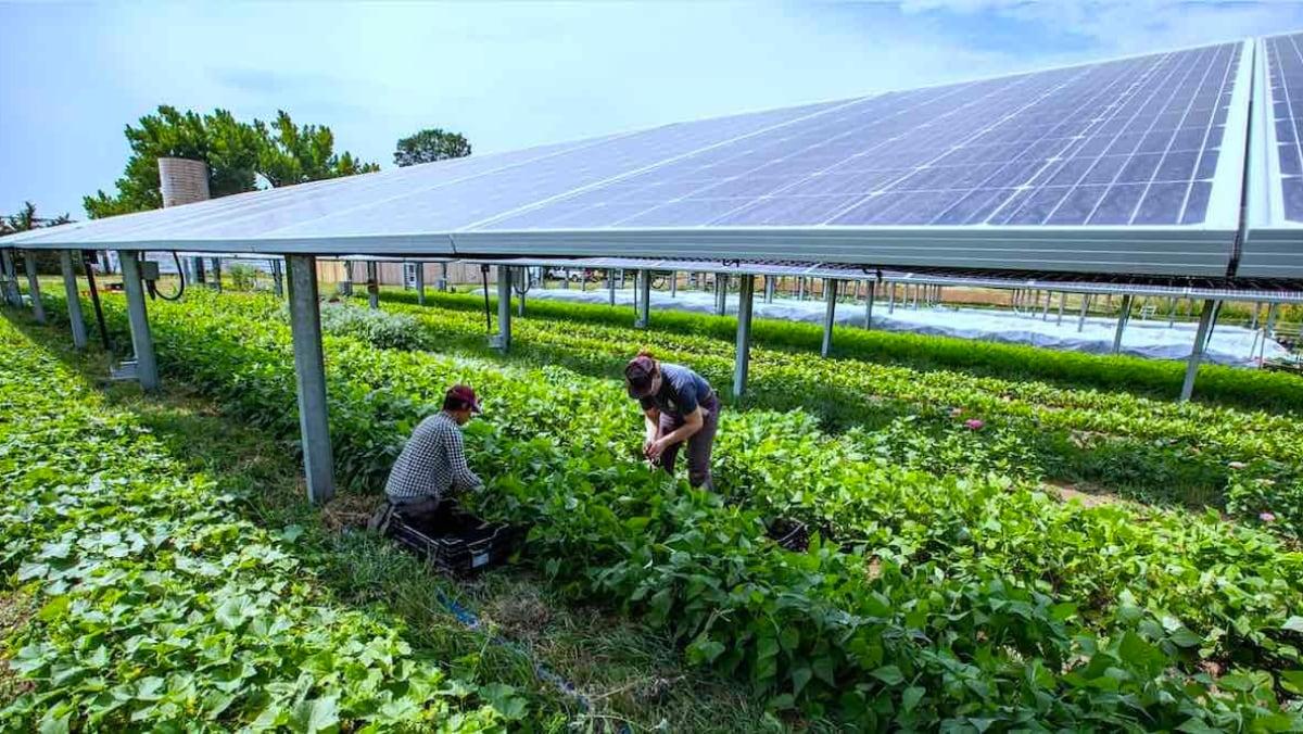 5 věcí, které byste měli vědět o agrovoltaice