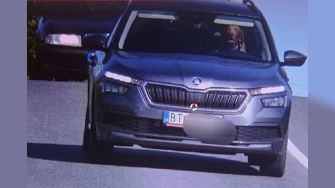 Pes za volantem automobilu, Slovensko