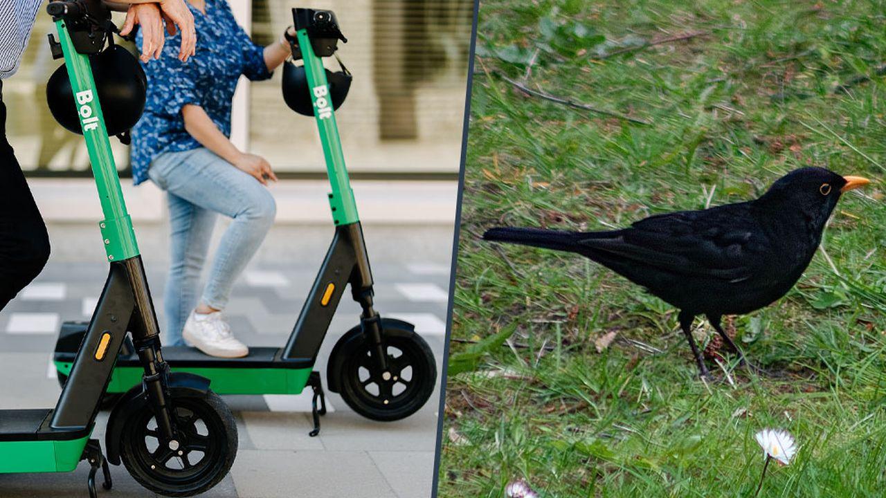 Kosové napodobují zvuky elektrických koloběžek