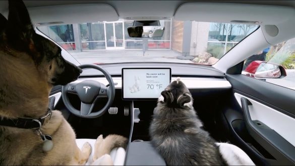 Tesla varovala majitele při poruše klimatizace. Pes v autě díky tomu přežil